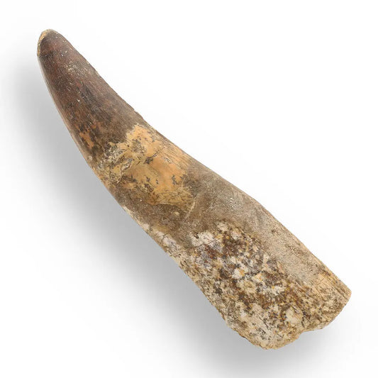 Get your 122mm Spinosaurus Tooth: Authentic Kem Kem Find online now or in store at Forever Gems in Franschhoek, South Africa