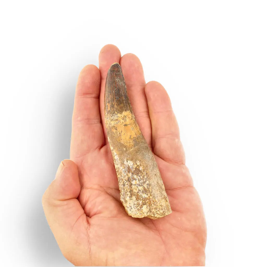 Get your 122mm Spinosaurus Tooth: Authentic Kem Kem Find online now or in store at Forever Gems in Franschhoek, South Africa