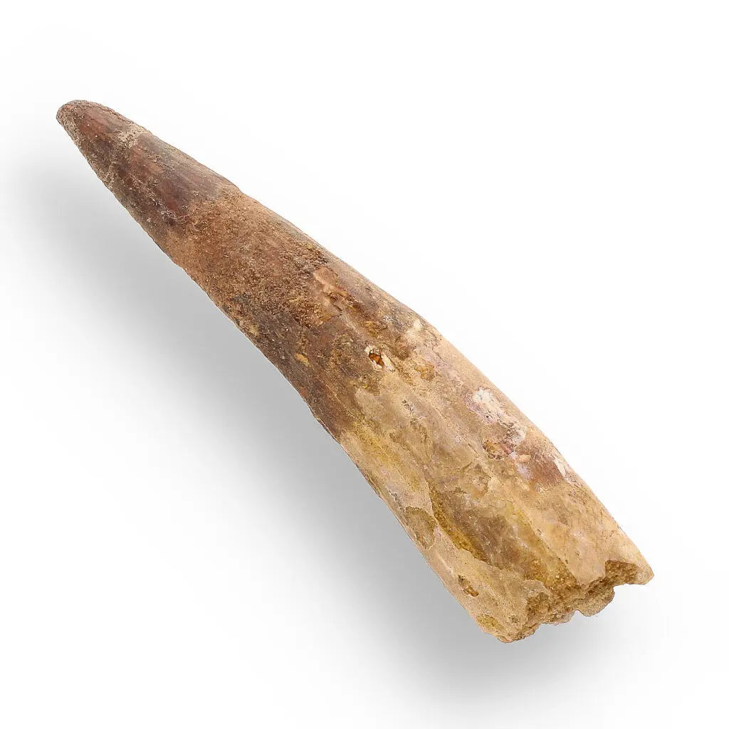 Get your 96mm Spinosaurus Tooth: Well-Preserved, Feeding Wear online now or in store at Forever Gems in Franschhoek, South Africa