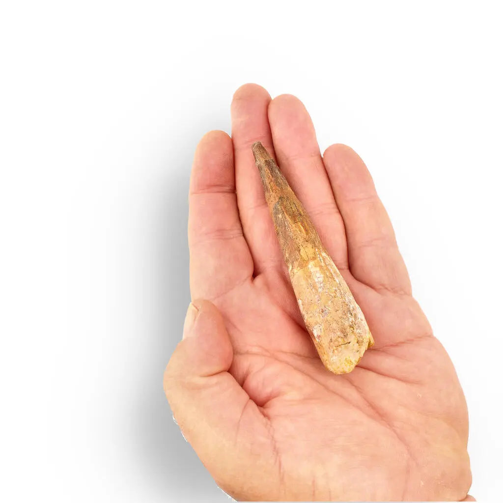 Get your 96mm Spinosaurus Tooth: Well-Preserved, Feeding Wear online now or in store at Forever Gems in Franschhoek, South Africa