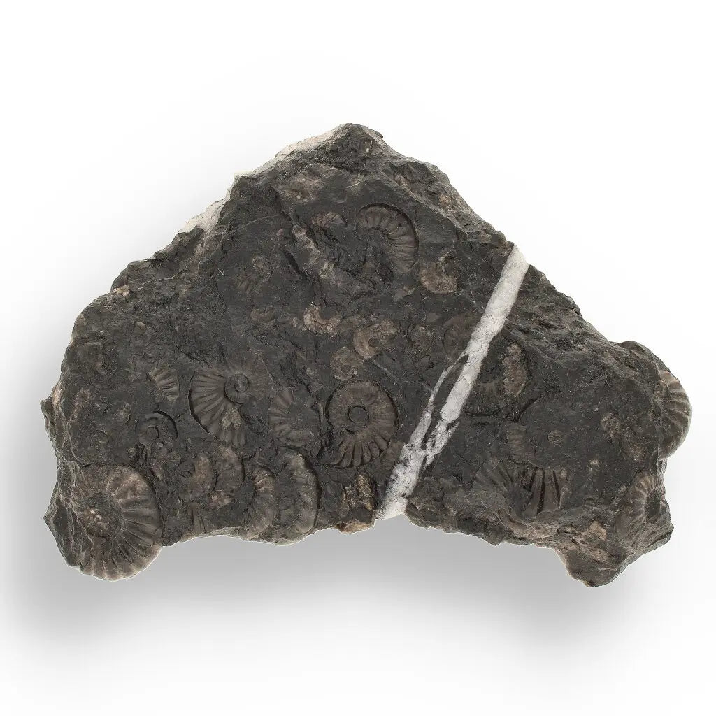 Get your Rare Peruvian Ammonite Cluster - Jurassic Fossil online now or in store at Forever Gems in Franschhoek, South Africa