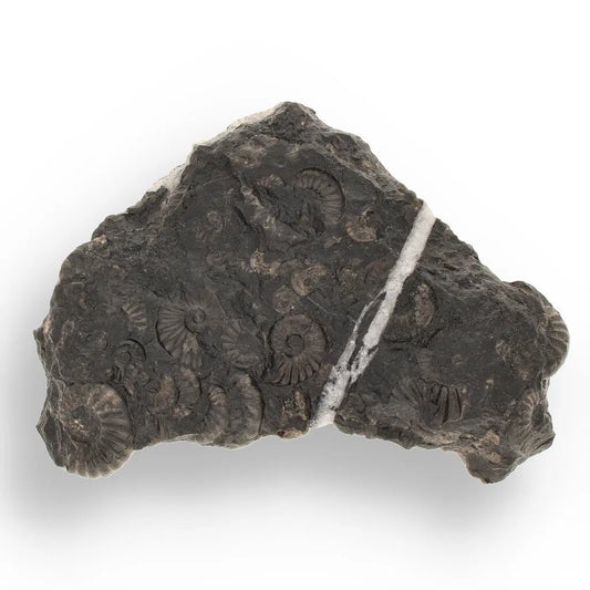 Get your Rare Peruvian Ammonite Cluster - Jurassic Fossil online now or in store at Forever Gems in Franschhoek, South Africa