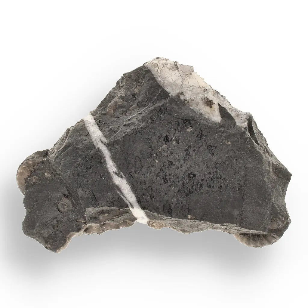 Get your Rare Peruvian Ammonite Cluster - Jurassic Fossil online now or in store at Forever Gems in Franschhoek, South Africa