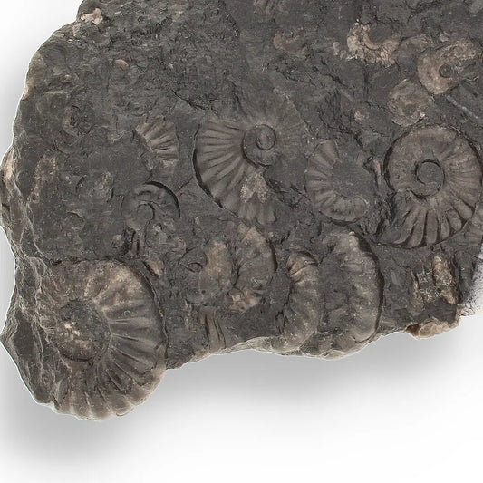 Get your Rare Peruvian Ammonite Cluster - Jurassic Fossil online now or in store at Forever Gems in Franschhoek, South Africa