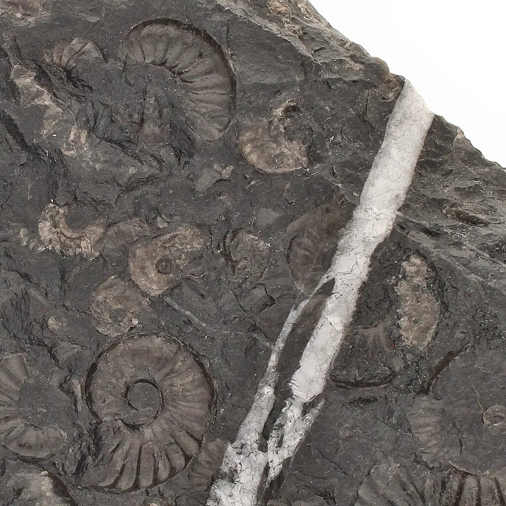 Get your Rare Peruvian Ammonite Cluster - Jurassic Fossil online now or in store at Forever Gems in Franschhoek, South Africa