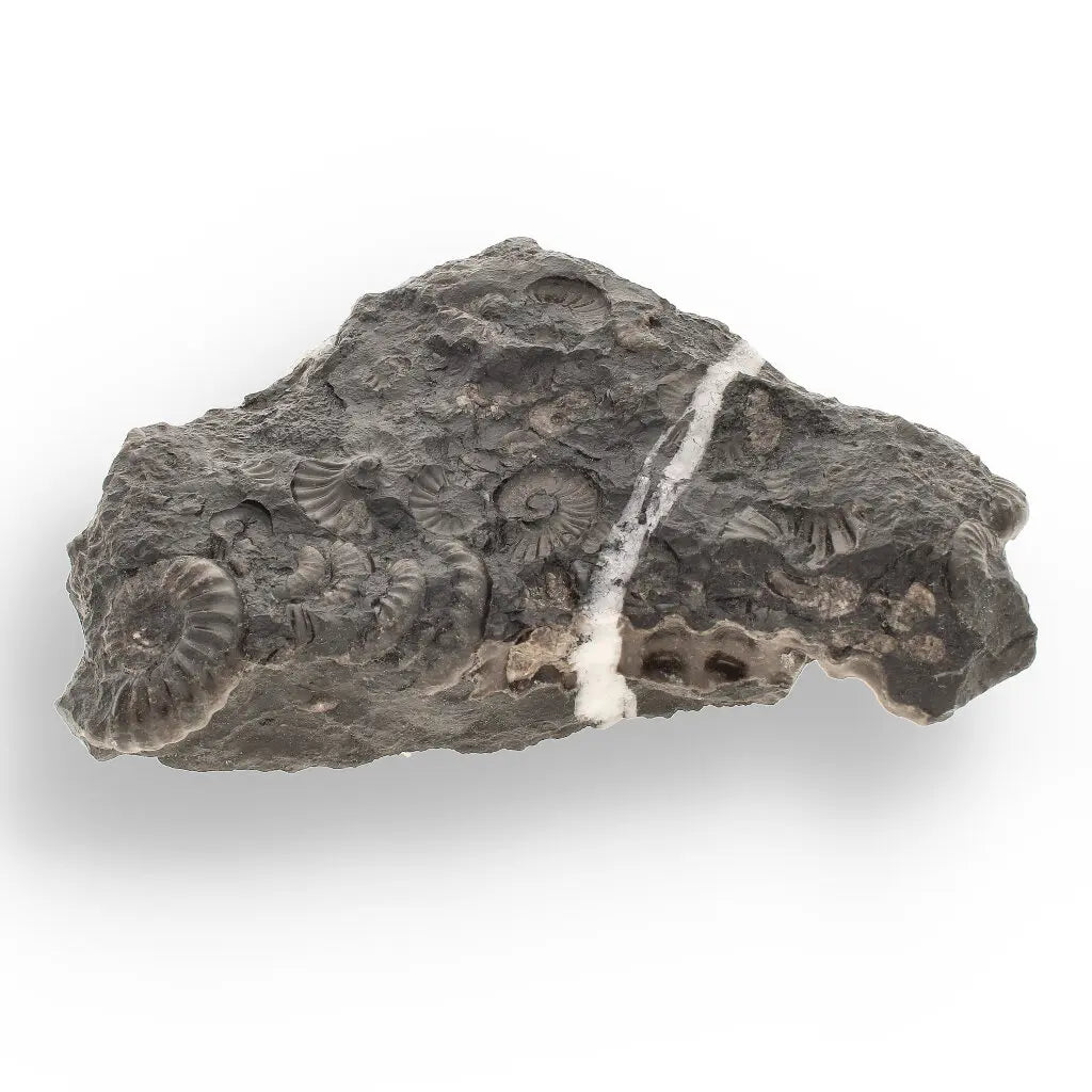 Get your Rare Peruvian Ammonite Cluster - Jurassic Fossil online now or in store at Forever Gems in Franschhoek, South Africa