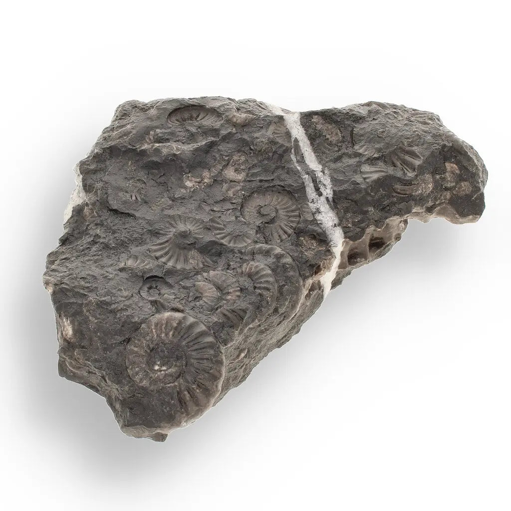 Get your Rare Peruvian Ammonite Cluster - Jurassic Fossil online now or in store at Forever Gems in Franschhoek, South Africa