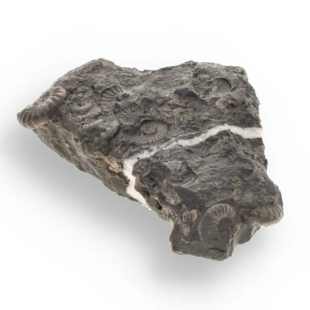 Get your Rare Peruvian Ammonite Cluster - Jurassic Fossil online now or in store at Forever Gems in Franschhoek, South Africa