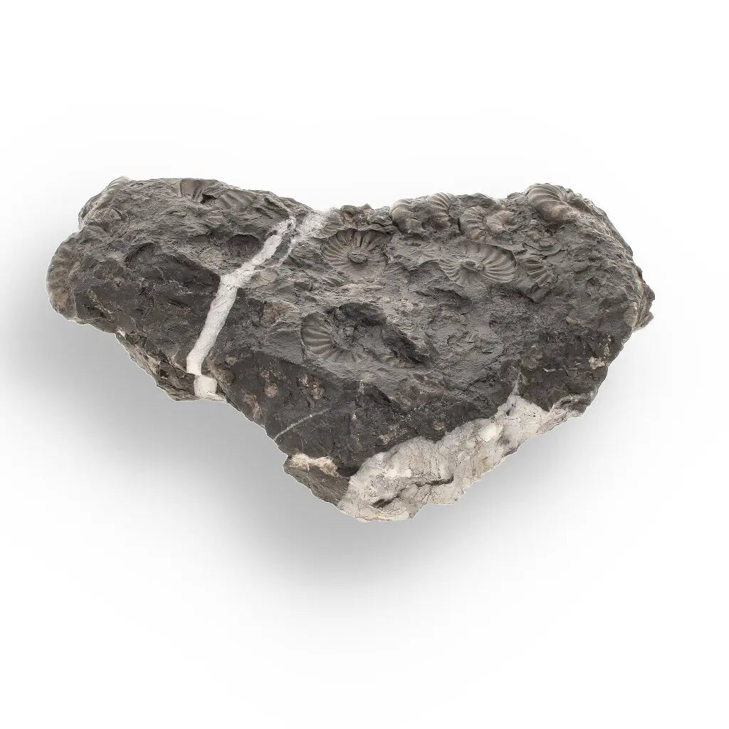 Get your Rare Peruvian Ammonite Cluster - Jurassic Fossil online now or in store at Forever Gems in Franschhoek, South Africa