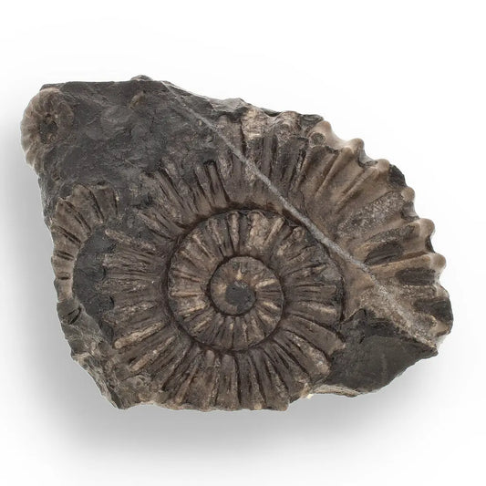 Get your Asteroceras Ammonites Peru - Ancient Sea Fossil online now or in store at Forever Gems in Franschhoek, South Africa