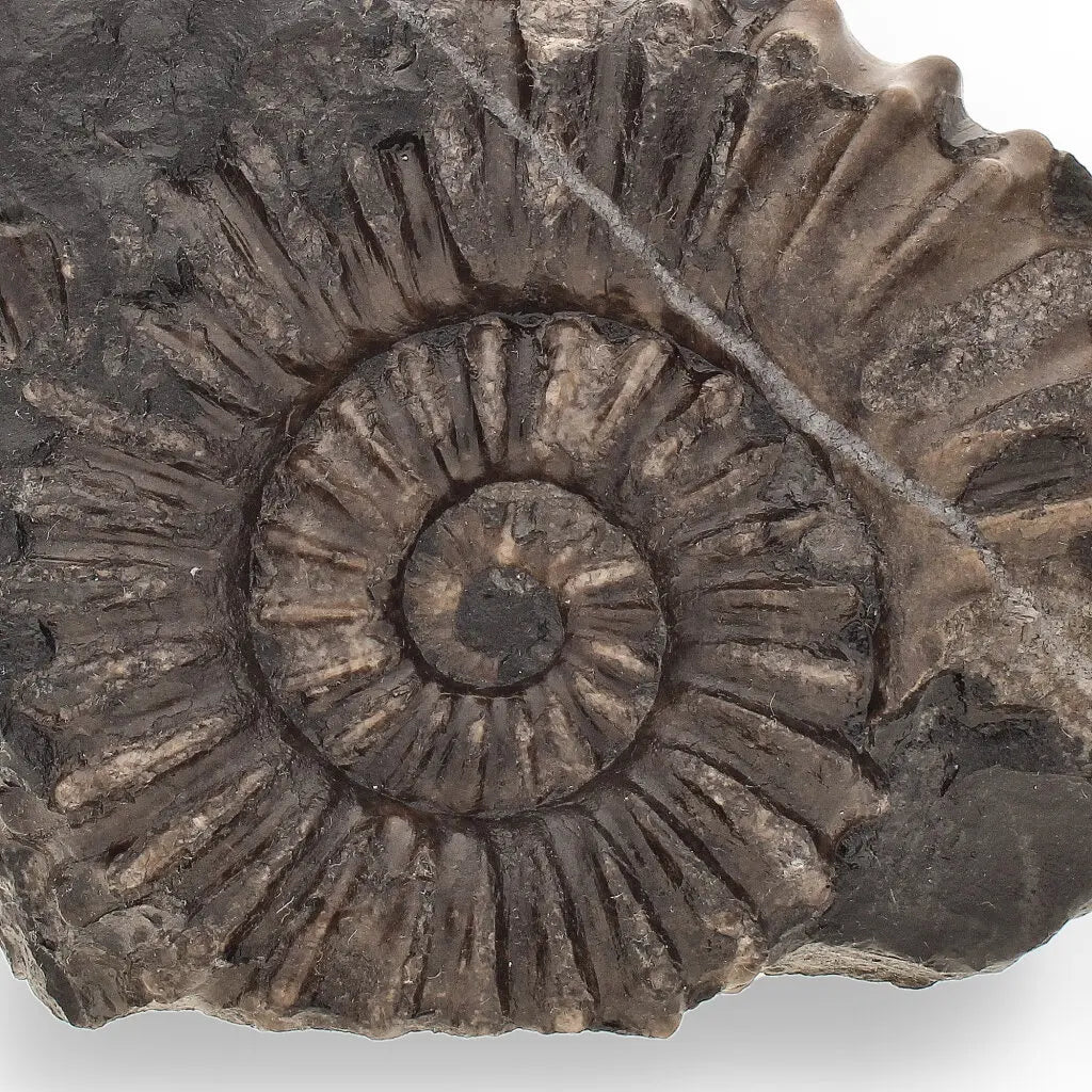 Get your Asteroceras Ammonites Peru - Ancient Sea Fossil online now or in store at Forever Gems in Franschhoek, South Africa