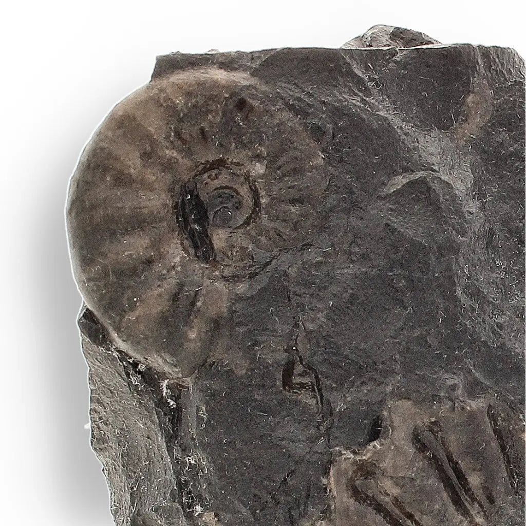 Get your Asteroceras Ammonites Peru - Ancient Sea Fossil online now or in store at Forever Gems in Franschhoek, South Africa