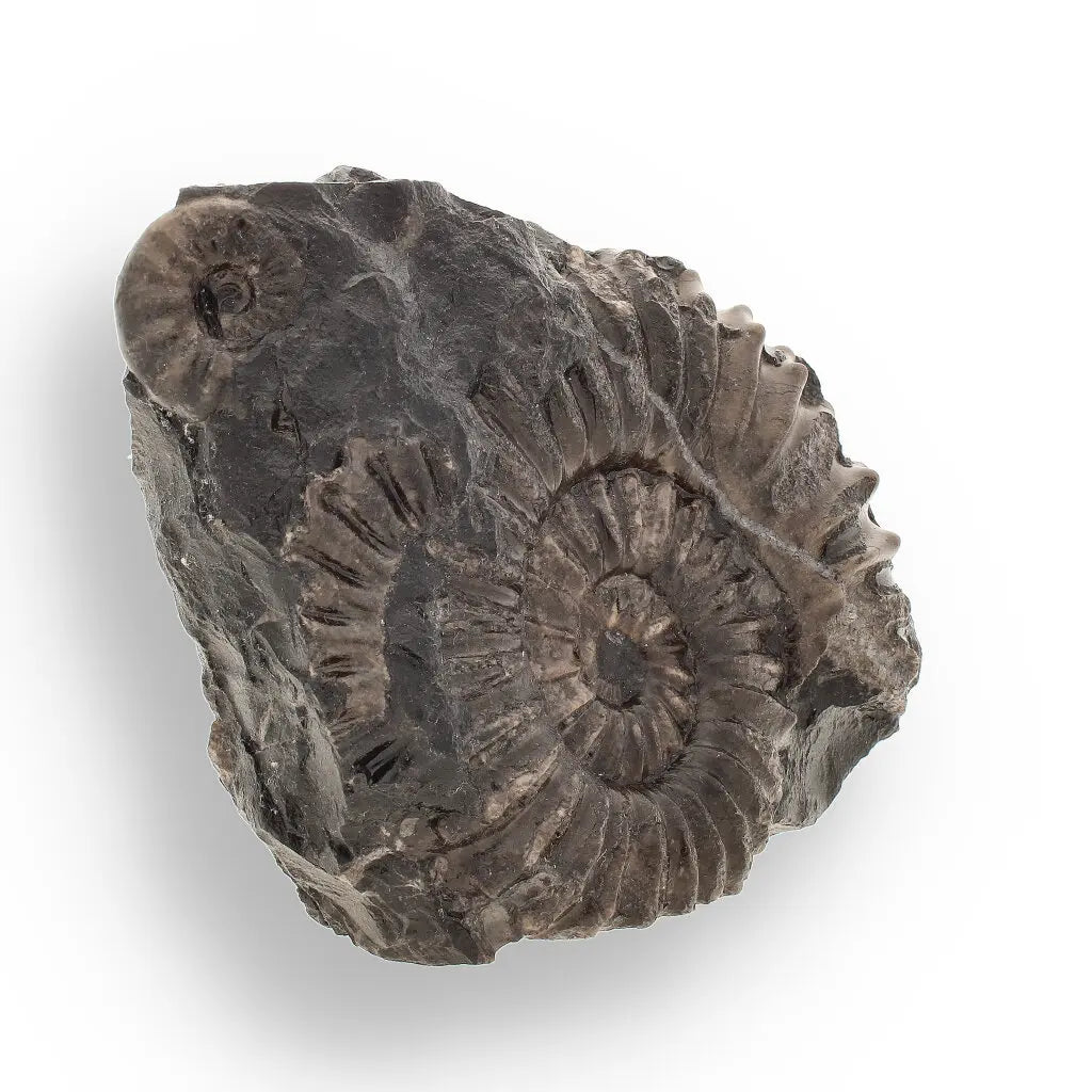 Get your Asteroceras Ammonites Peru - Ancient Sea Fossil online now or in store at Forever Gems in Franschhoek, South Africa