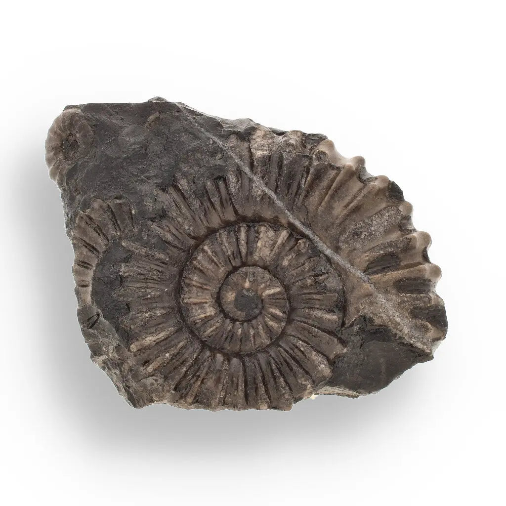Get your Asteroceras Ammonites Peru - Ancient Sea Fossil online now or in store at Forever Gems in Franschhoek, South Africa