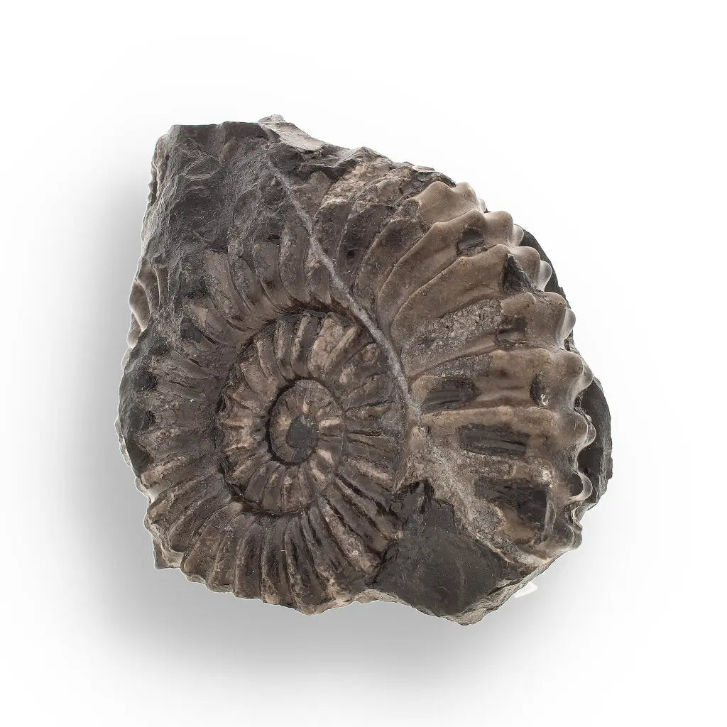 Get your Asteroceras Ammonites Peru - Ancient Sea Fossil online now or in store at Forever Gems in Franschhoek, South Africa