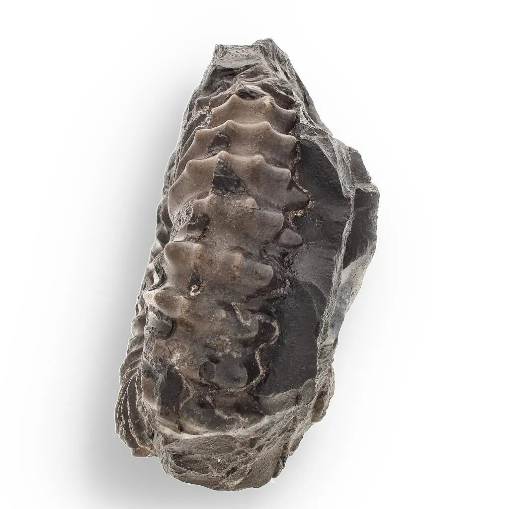 Get your Asteroceras Ammonites Peru - Ancient Sea Fossil online now or in store at Forever Gems in Franschhoek, South Africa