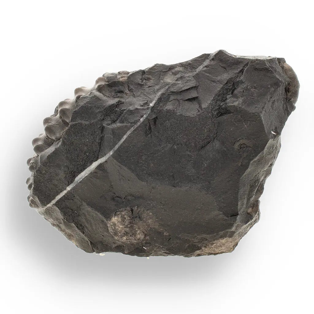 Get your Asteroceras Ammonites Peru - Ancient Sea Fossil online now or in store at Forever Gems in Franschhoek, South Africa