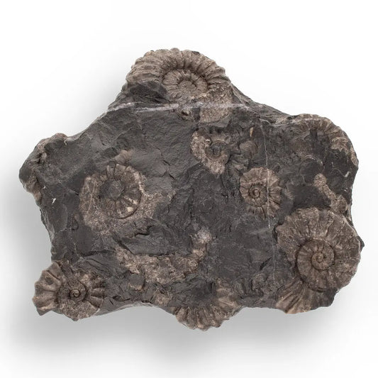 Get your Rare Peruvian Ammonite Fossil Cluster - Early Jurassic online now or in store at Forever Gems in Franschhoek, South Africa