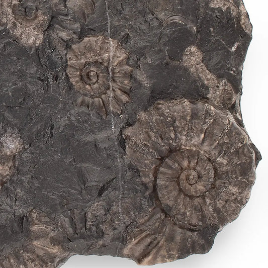 Get your Rare Peruvian Ammonite Fossil Cluster - Early Jurassic online now or in store at Forever Gems in Franschhoek, South Africa