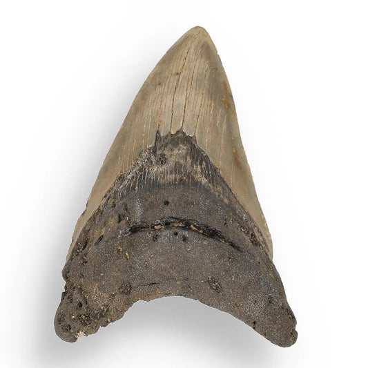 Get your Authentic Megalodon Shark Tooth: Unearth the Ultimate Fossil online now or in store at Forever Gems in Franschhoek, South Africa