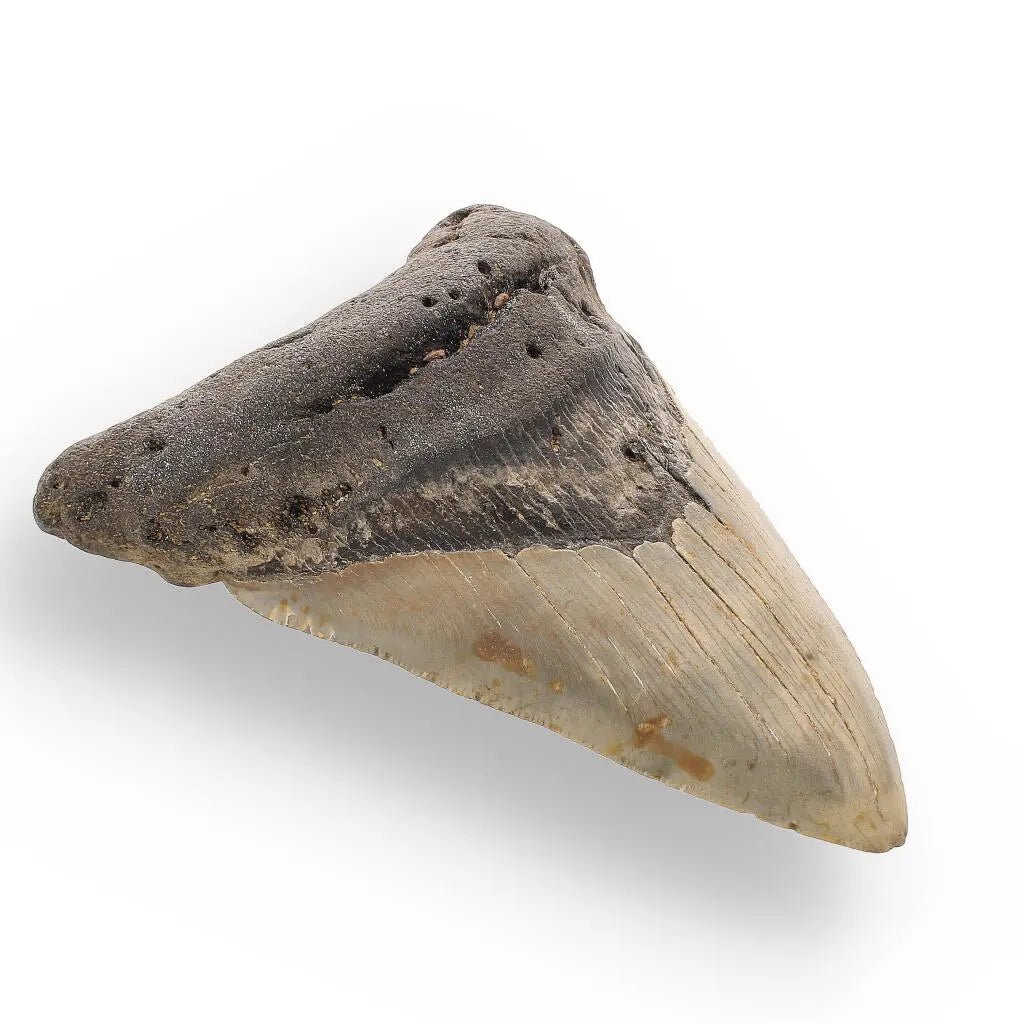 Get your Authentic Megalodon Shark Tooth: Unearth the Ultimate Fossil online now or in store at Forever Gems in Franschhoek, South Africa
