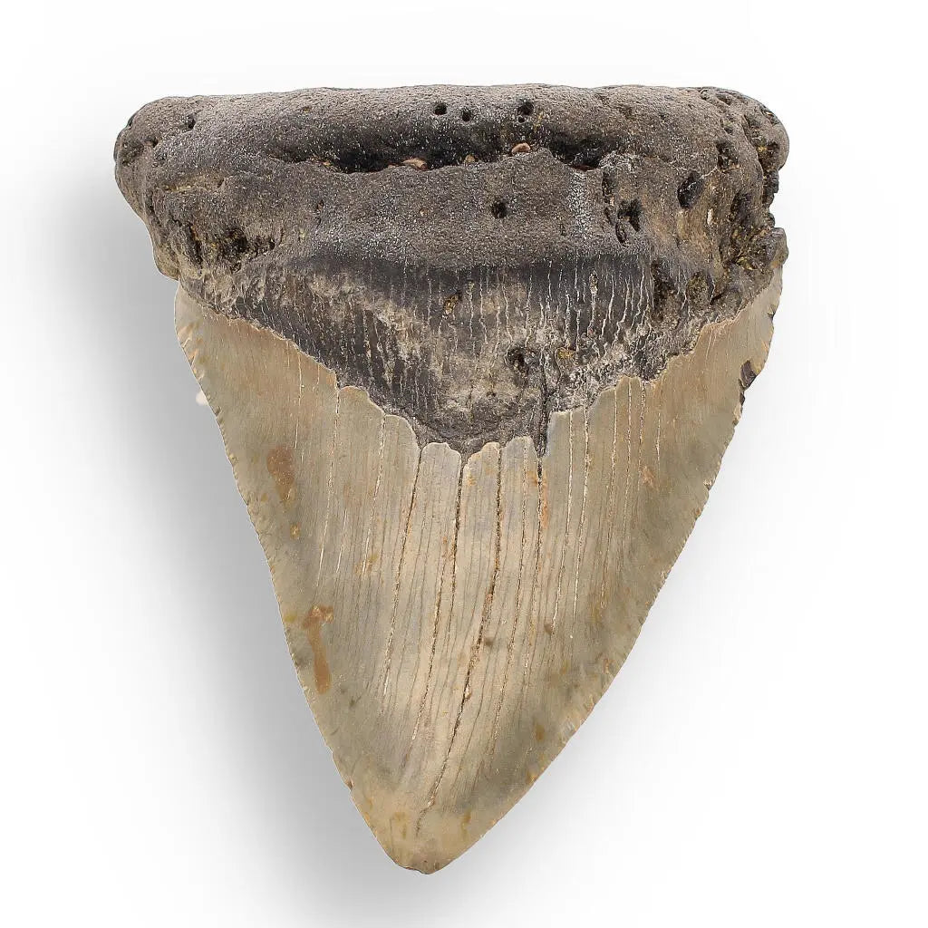 Get your Authentic Megalodon Shark Tooth: Unearth the Ultimate Fossil online now or in store at Forever Gems in Franschhoek, South Africa