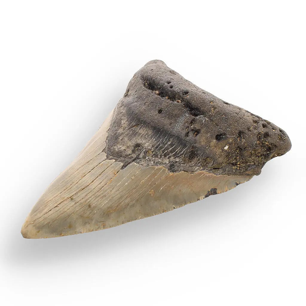 Get your Authentic Megalodon Shark Tooth: Unearth the Ultimate Fossil online now or in store at Forever Gems in Franschhoek, South Africa