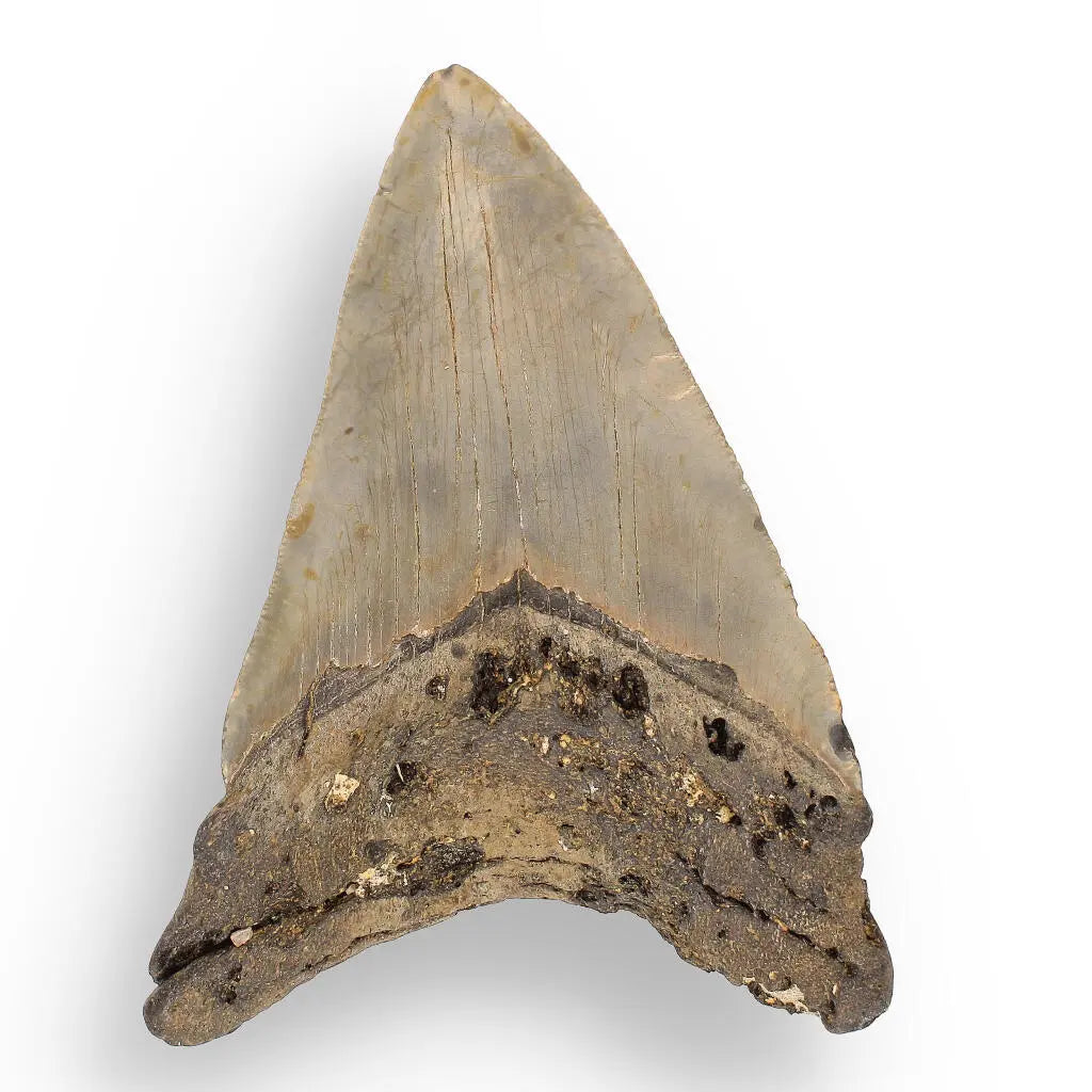 Get your Authentic Megalodon Shark Tooth: Unearth the Ultimate Fossil online now or in store at Forever Gems in Franschhoek, South Africa