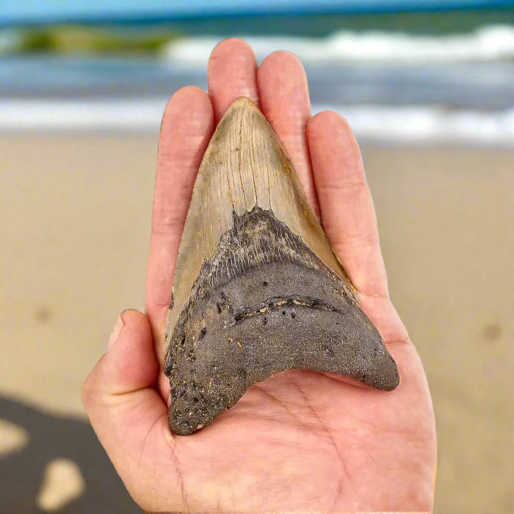 Get your Authentic Megalodon Shark Tooth: Unearth the Ultimate Fossil online now or in store at Forever Gems in Franschhoek, South Africa