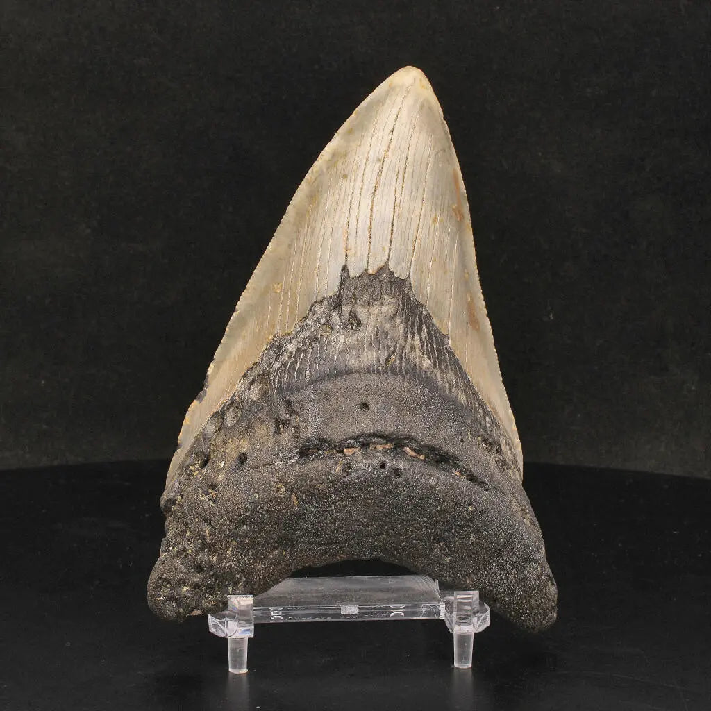 Get your Authentic Megalodon Shark Tooth: Unearth the Ultimate Fossil online now or in store at Forever Gems in Franschhoek, South Africa