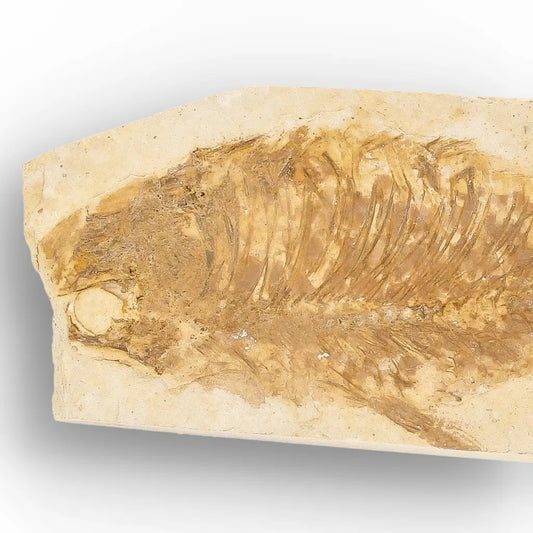 Get your Green River Formation Fish Fossil – Authentic Kemmerer Wyoming Limestone Specimen online now or in store at Forever Gems in Franschhoek, South Africa