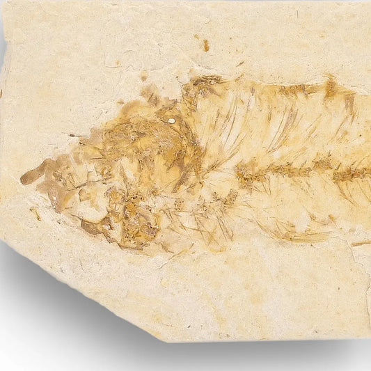 Get your Authentic Green River Formation Fish Fossil – Kemmerer Wyoming Quarry Limestone Slab online now or in store at Forever Gems in Franschhoek, South Africa