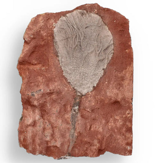 Get your Ancient Silurian Crinoid Plate – Scyphocrinites Elegans from Morocco online now or in store at Forever Gems in Franschhoek, South Africa
