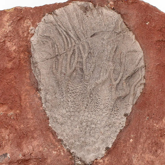 Get your Ancient Silurian Crinoid Plate – Scyphocrinites Elegans from Morocco online now or in store at Forever Gems in Franschhoek, South Africa