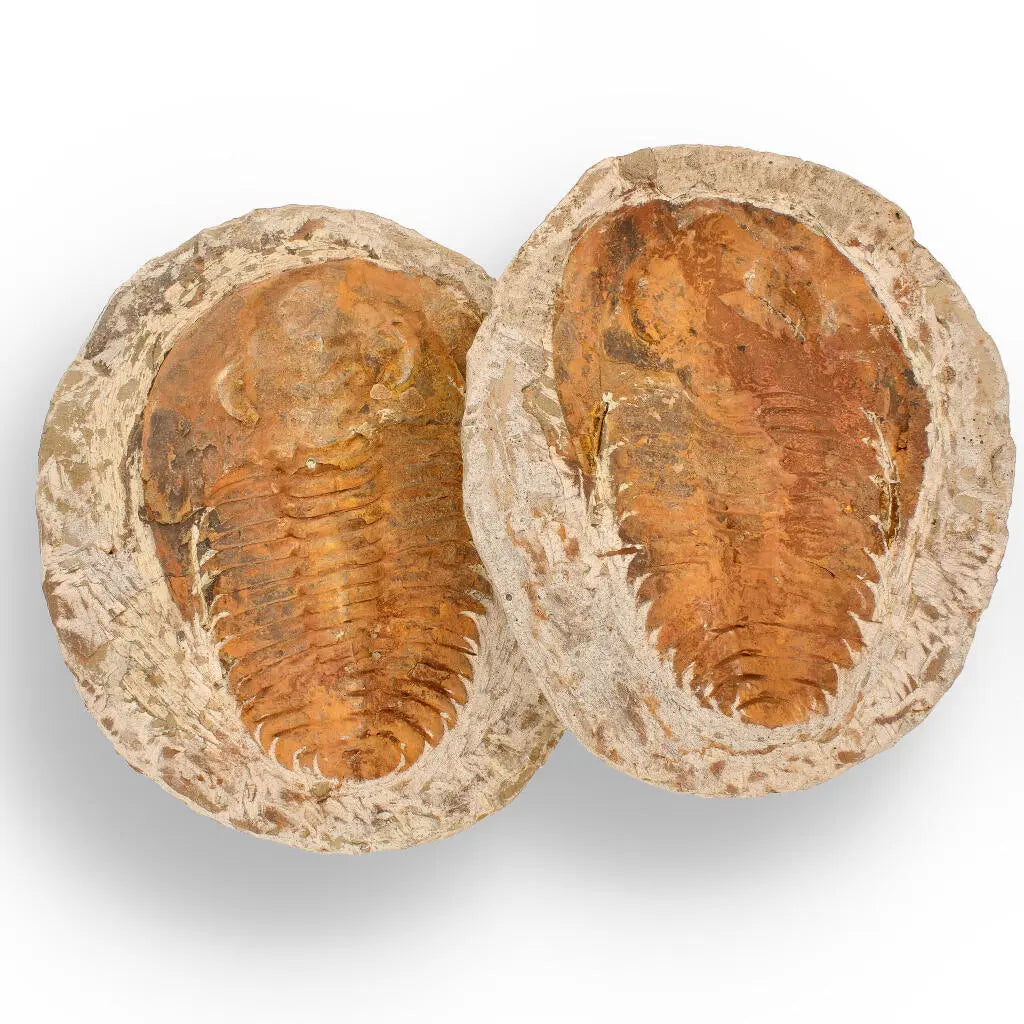 Get your Cambropallas Trilobite with Perfect Positive-Negative Split – 509 MYA online now or in store at Forever Gems in Franschhoek, South Africa