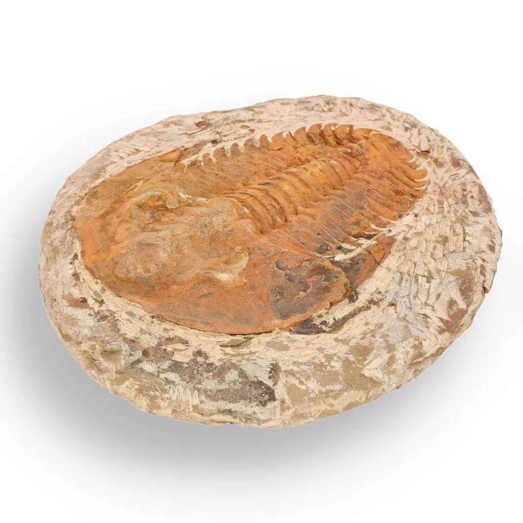 Get your Cambropallas Trilobite with Perfect Positive-Negative Split – 509 MYA online now or in store at Forever Gems in Franschhoek, South Africa