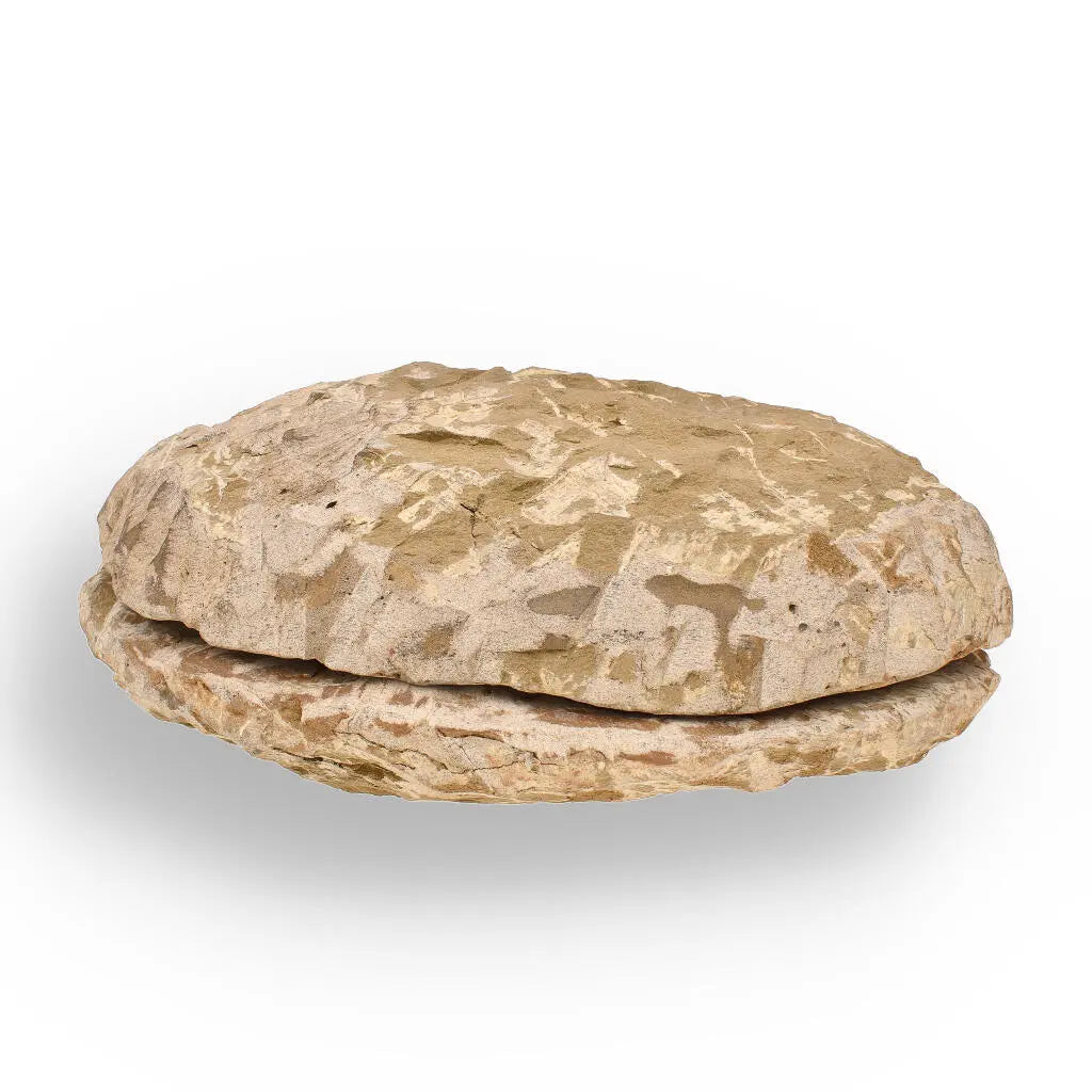 Get your Cambropallas Trilobite with Perfect Positive-Negative Split – 509 MYA online now or in store at Forever Gems in Franschhoek, South Africa