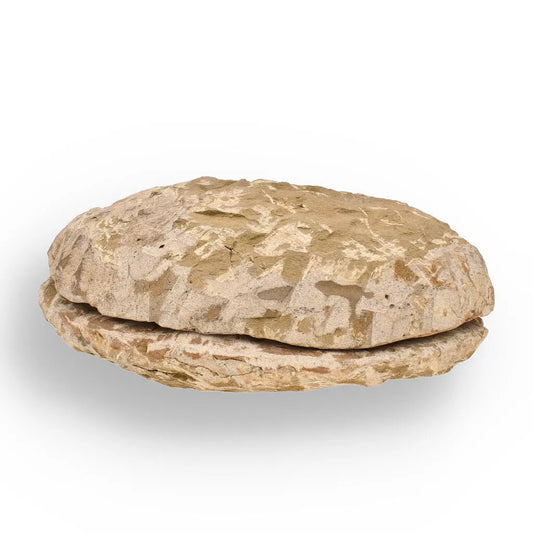 Get your Cambropallas Trilobite with Perfect Positive-Negative Split – 509 MYA online now or in store at Forever Gems in Franschhoek, South Africa