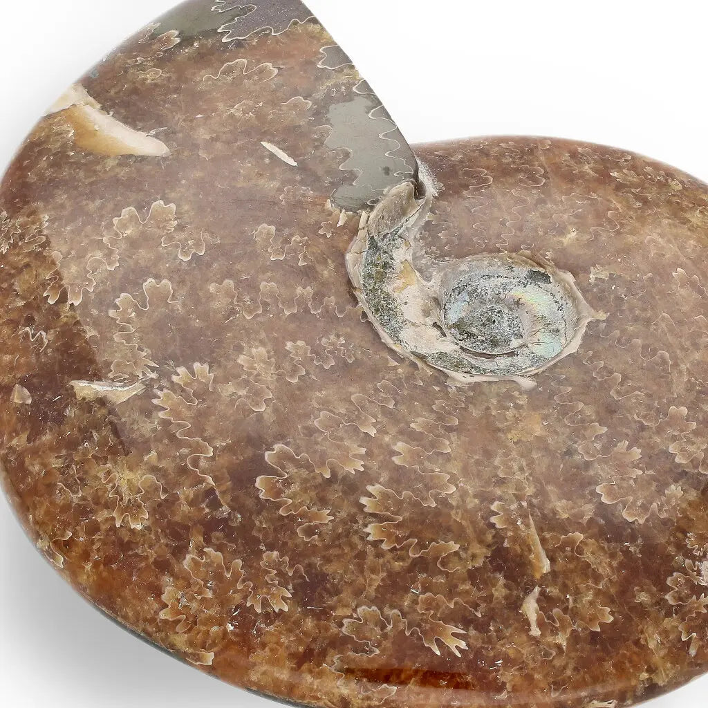 Get your 132mm Authentic Polished Ammonite Fossil, Tulear, Madagascar 132mm online now or in store at Forever Gems in Franschhoek, South Africa