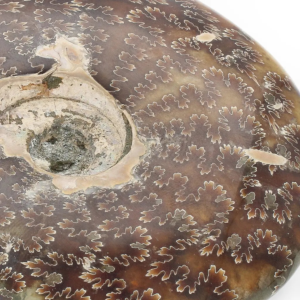 Get your 109mm Authentic Polished Ammonite Fossil, Tulear, Madagascar online now or in store at Forever Gems in Franschhoek, South Africa