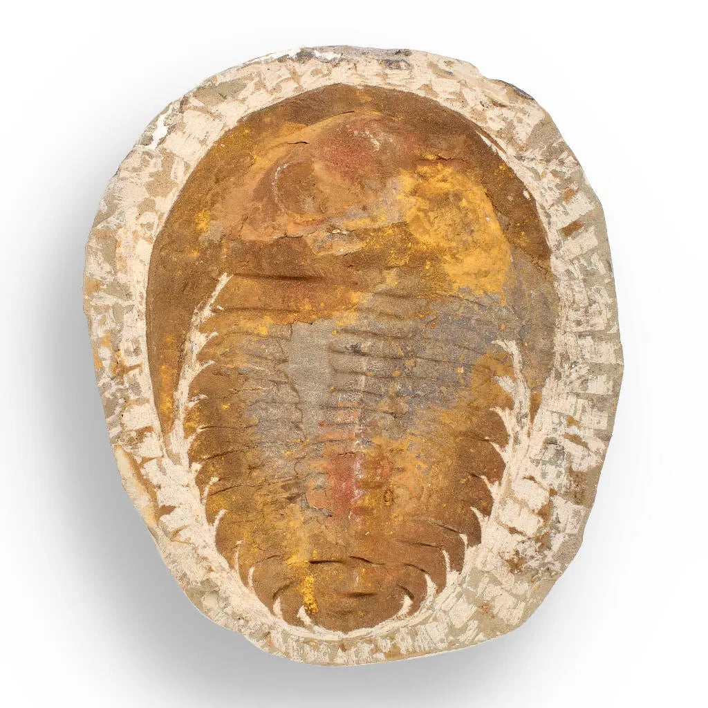 Get your Authentic Cambropallas Trilobite – Ancient Marine Relic from Morocco online now or in store at Forever Gems in Franschhoek, South Africa