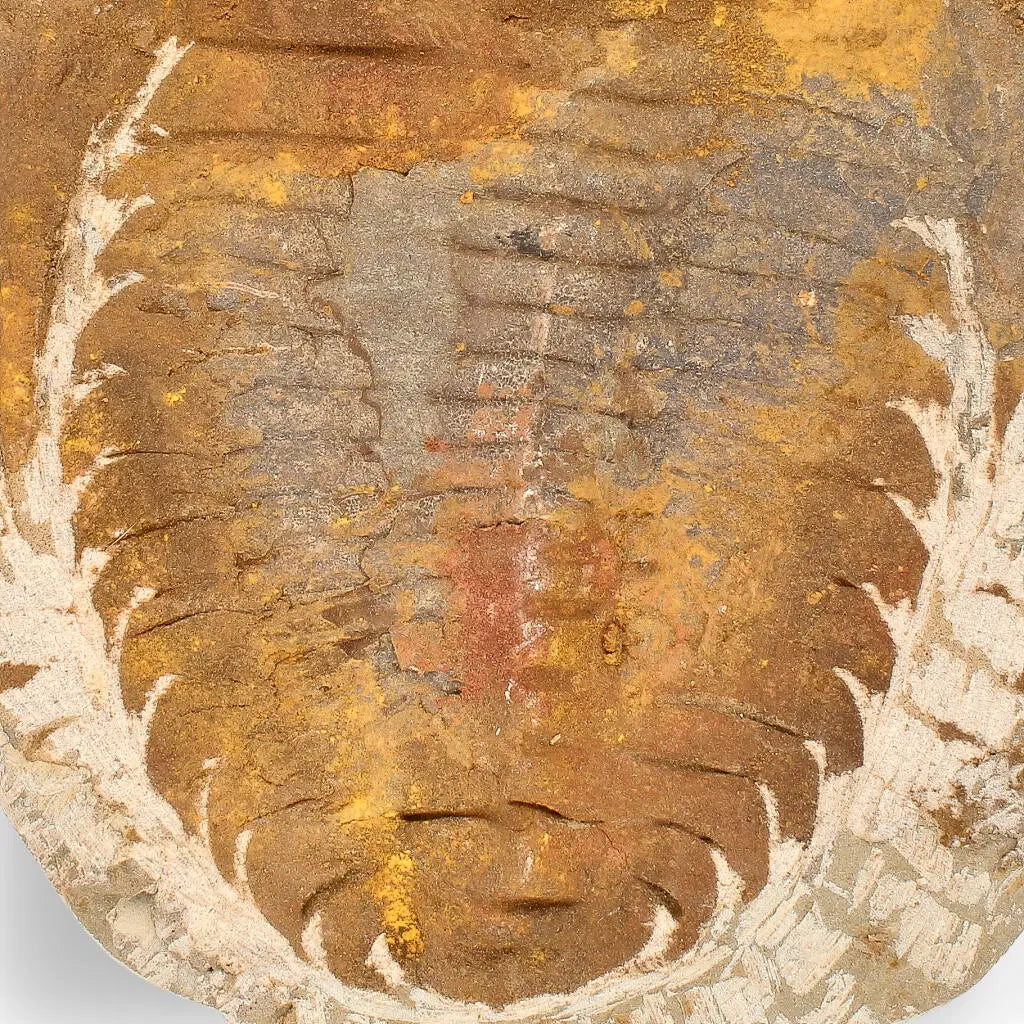 Get your Authentic Cambropallas Trilobite – Ancient Marine Relic from Morocco online now or in store at Forever Gems in Franschhoek, South Africa