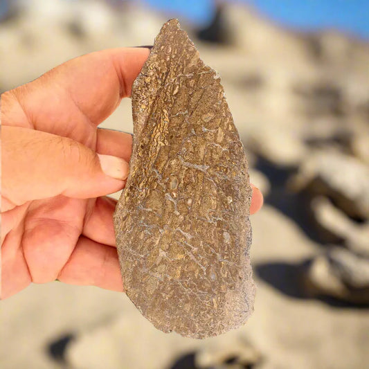 Get your Jurassic Agatized Dinosaur Bone Relic online now or in store at Forever Gems in Franschhoek, South Africa