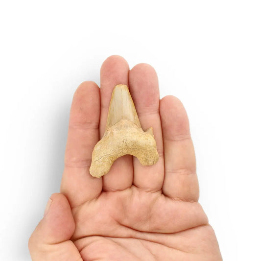 Get your Otodus Obliquus: Ancient Shark Relic from Morocco online now or in store at Forever Gems in Franschhoek, South Africa