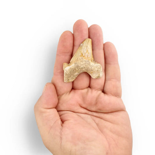 Get your Otodus Obliquus Shark - Colossal Predator Fossil from Ancient Moroccan Seas online now or in store at Forever Gems in Franschhoek, South Africa