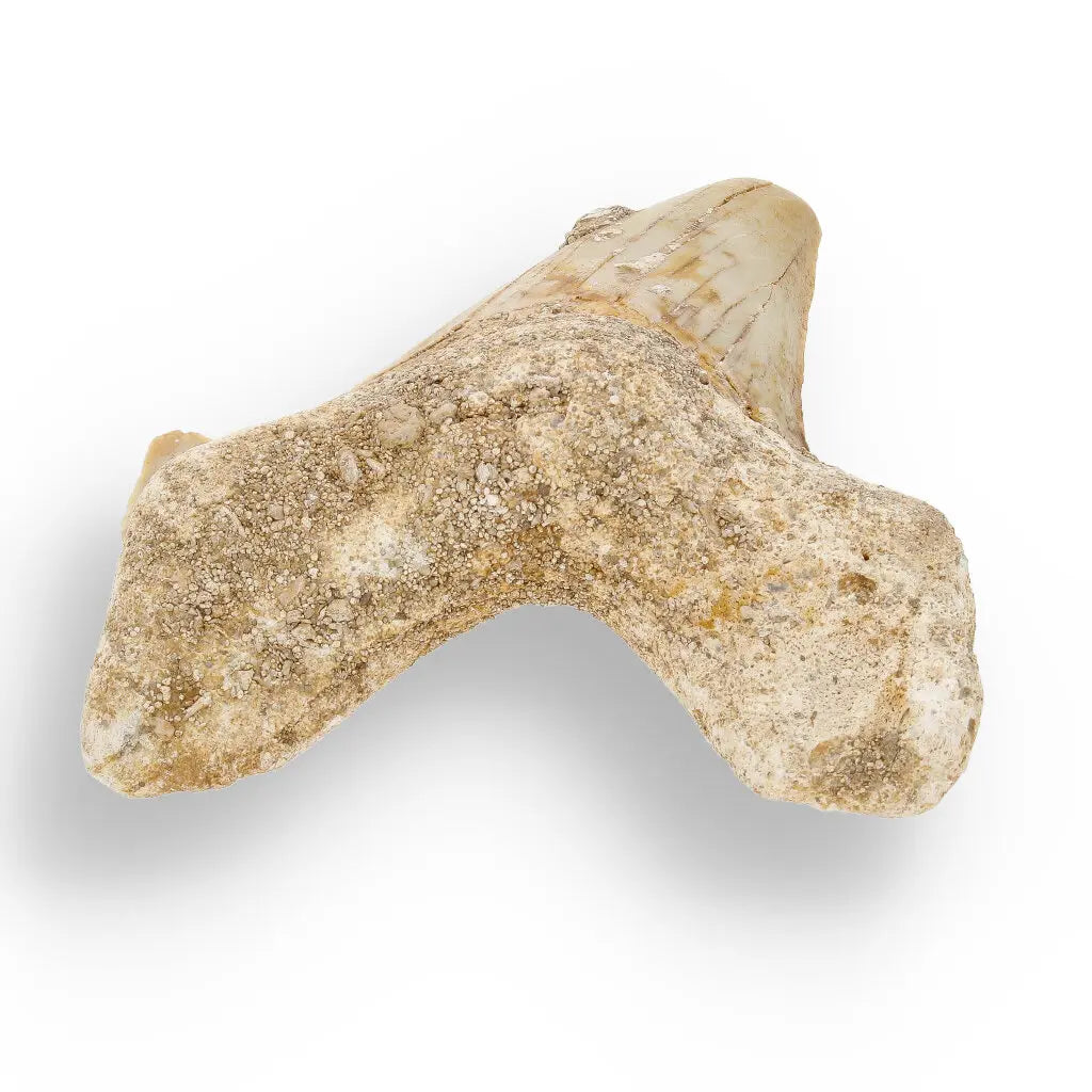 Get your Otodus Obliquus Shark - Colossal Predator Fossil from Ancient Moroccan Seas online now or in store at Forever Gems in Franschhoek, South Africa