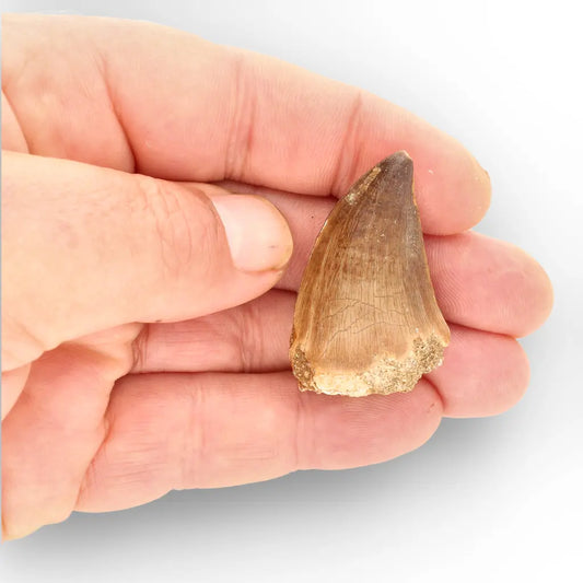 Mosasaur Tooth Fossil – Authentic Late Cretaceous Specimen
