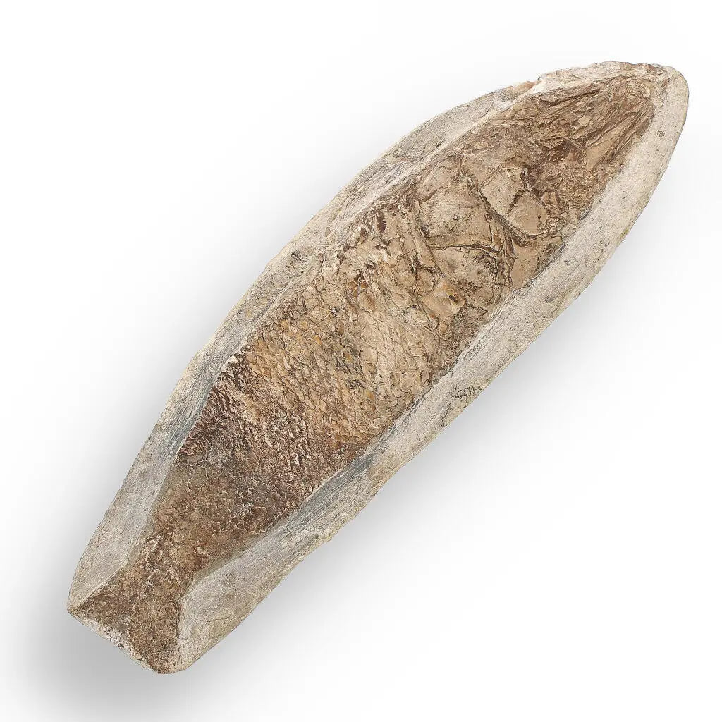 Get your Cretaceous Treasure: Brazilian Fossil Fish online now or in store at Forever Gems in Franschhoek, South Africa