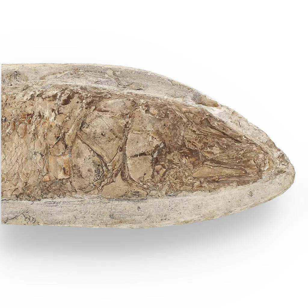 Get your Cretaceous Treasure: Brazilian Fossil Fish online now or in store at Forever Gems in Franschhoek, South Africa