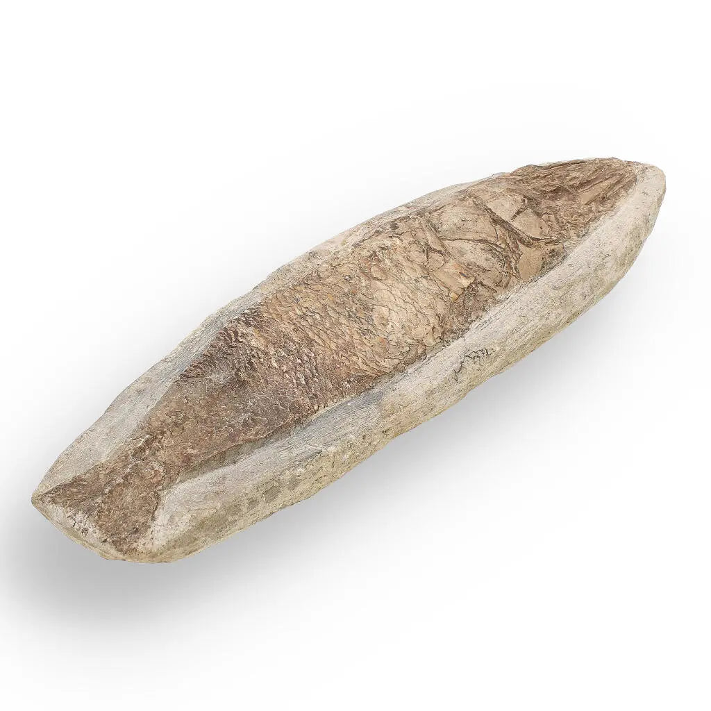 Get your Cretaceous Treasure: Brazilian Fossil Fish online now or in store at Forever Gems in Franschhoek, South Africa